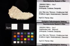 Foto (Objket + Etiketten) von Galatheoidea indet. 